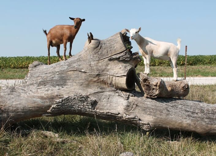 Deborah Niemann Goats 101 Deborah Niemann Goats 101
