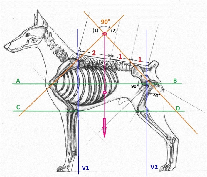 Dr Evgenij Yerusalimsky BioMechanical Model and Harmony in Dog Structure seminar Dr Evgenij Yerusalimsky BioMechanical Model and Harmony in Dog Structure seminar