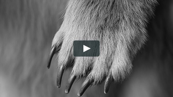 Scott Meredith – Xing Yi Transformative Animal Power Scott Meredith – Xing Yi Transformative Animal Power