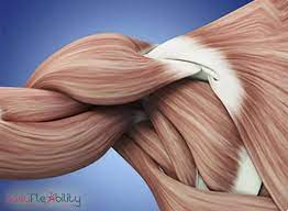 Paul Zaichik - Easy Flexibility - Complete Shoulder Flexion