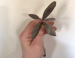 Janita Court - Purple Sage