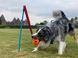 Nando, Jo-Rosie & Dean - 30 Days of Canine Science