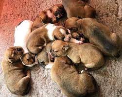 Nando, Jo-Rosie & Dean - The Puppy Lab