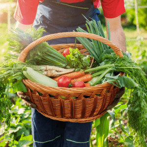 Centre of Excellence - Homesteading Diploma Course