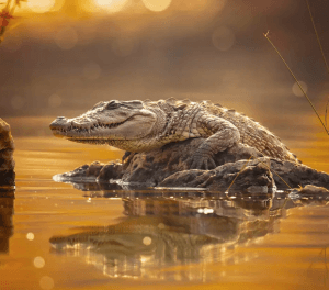Centre of Excellence - Herpetology Diploma Course